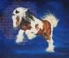 Gypsy Vanner 2 by Donna Wayman